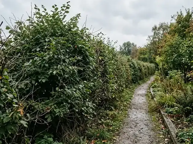 Aus der Form gewachsene Hecke vor dem Schnitt