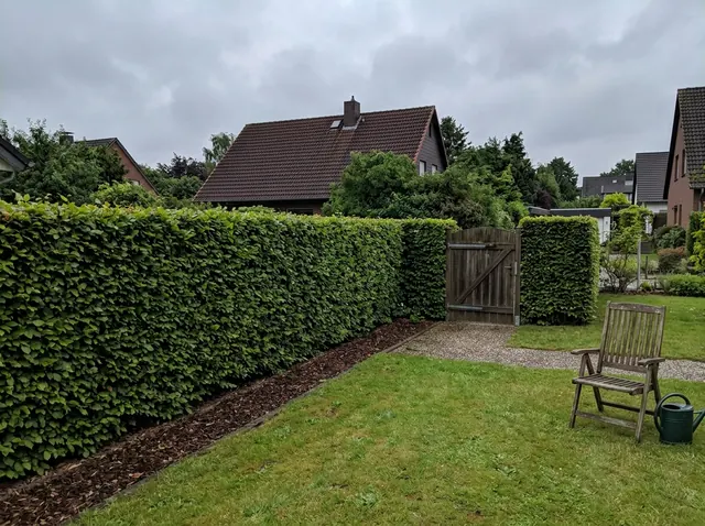 Dieselbe Hecke nach dem Formschnitt mit gerader Oberkante