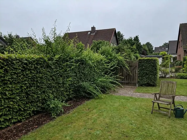 Aus der Form gewachsene Hecke mit unregelmäßiger Oberkante vor dem Schnitt