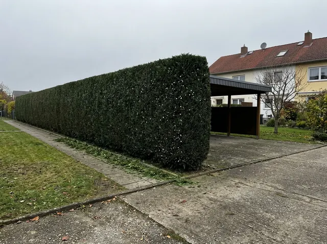 Dieselbe Thujahecke nach dem Rückschnitt auf gleichmäßige Höhe