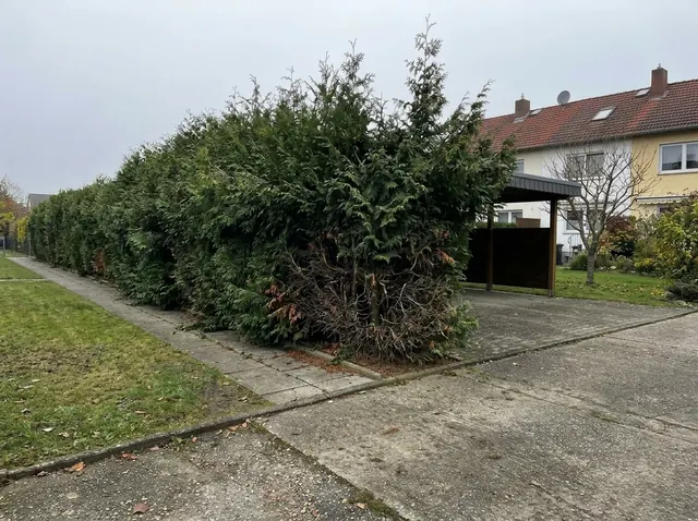 Hohe Thujahecke an einer Grundstücksgrenze, ausgewachsen und ungleichmäßig